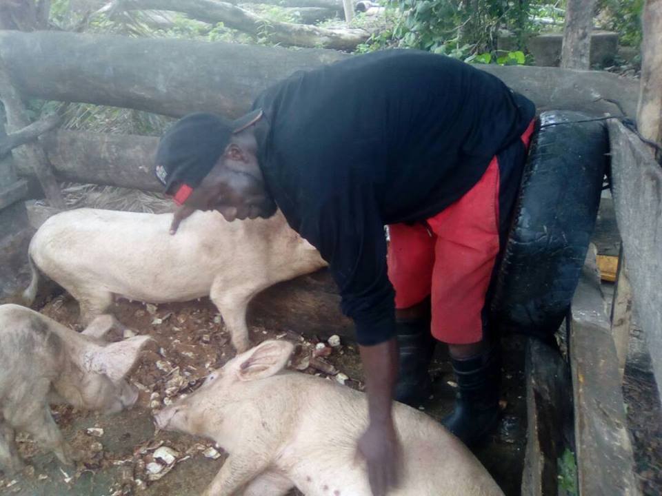 Livestock farming project, April 2018 - Ofie Support Unit (2) Livestock farming project, April 2018 - Ofie Support Unit (2)