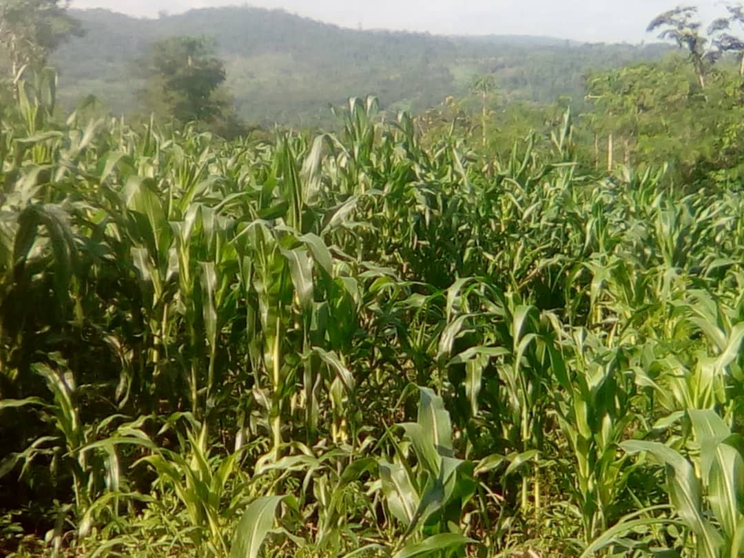 Mais & Cassava cultivation (3), June 2018