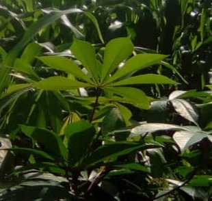 Cassava Plant