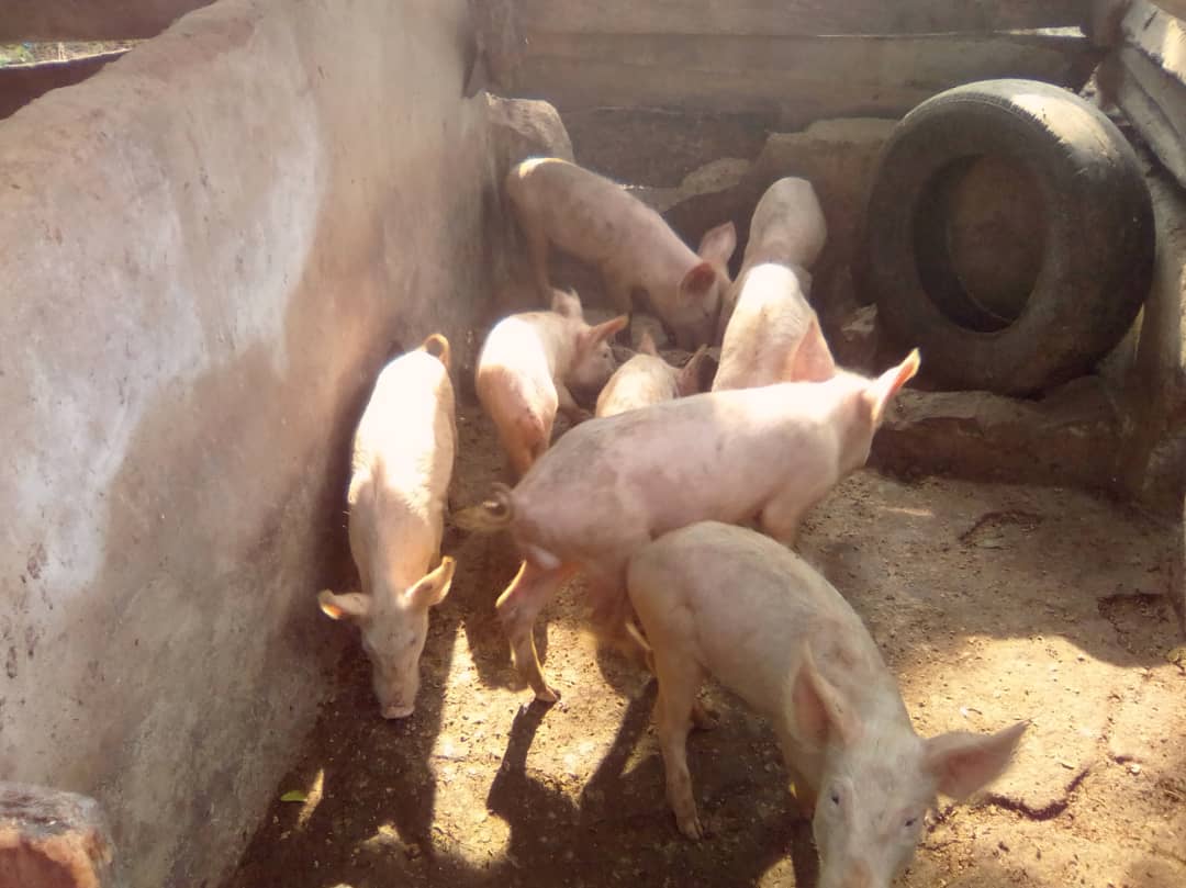 March 2019: livestock farming + cultivation project