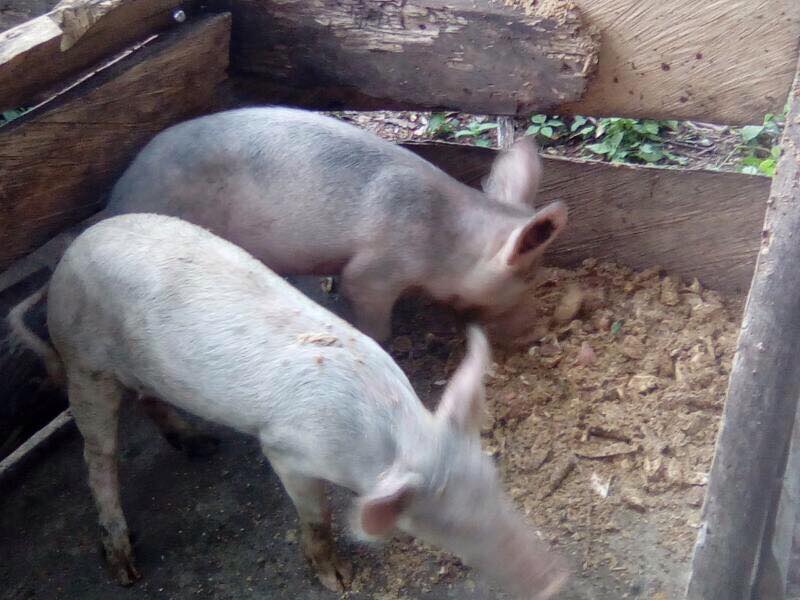 some animals - farming project some animals - farming project