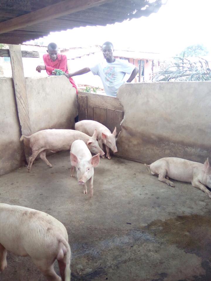 some animals - farming project some animals - farming project