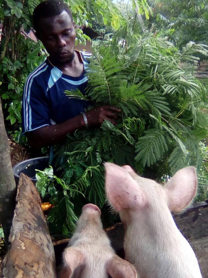 Felix, at farming place with some animals