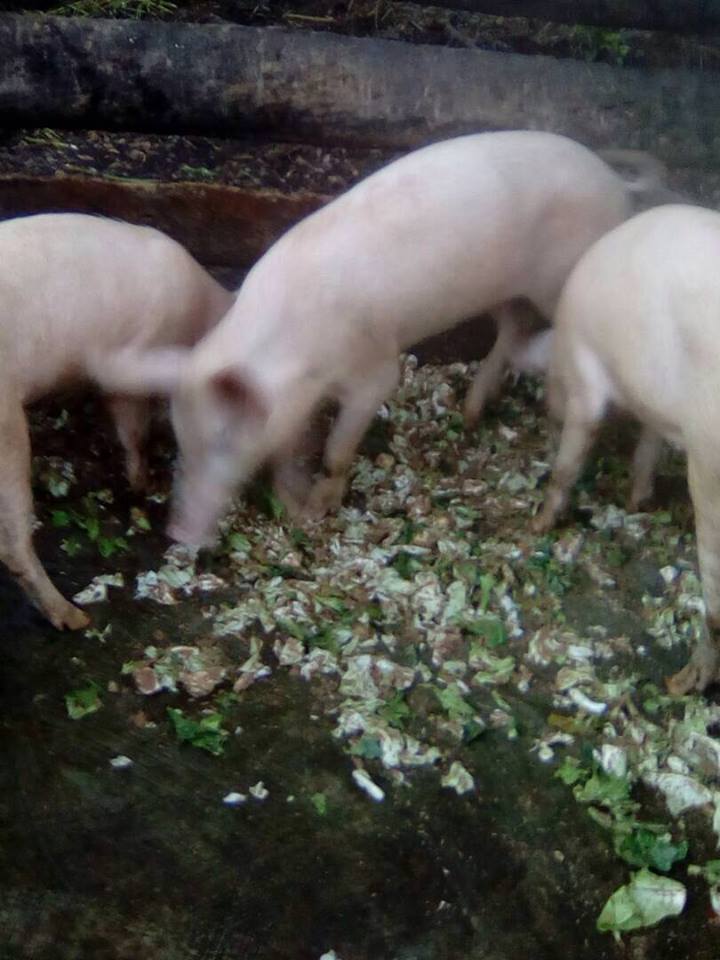 Livestock farming project, Ofie Support Unit (1) Livestock farming project, Ofie Support Unit (1)