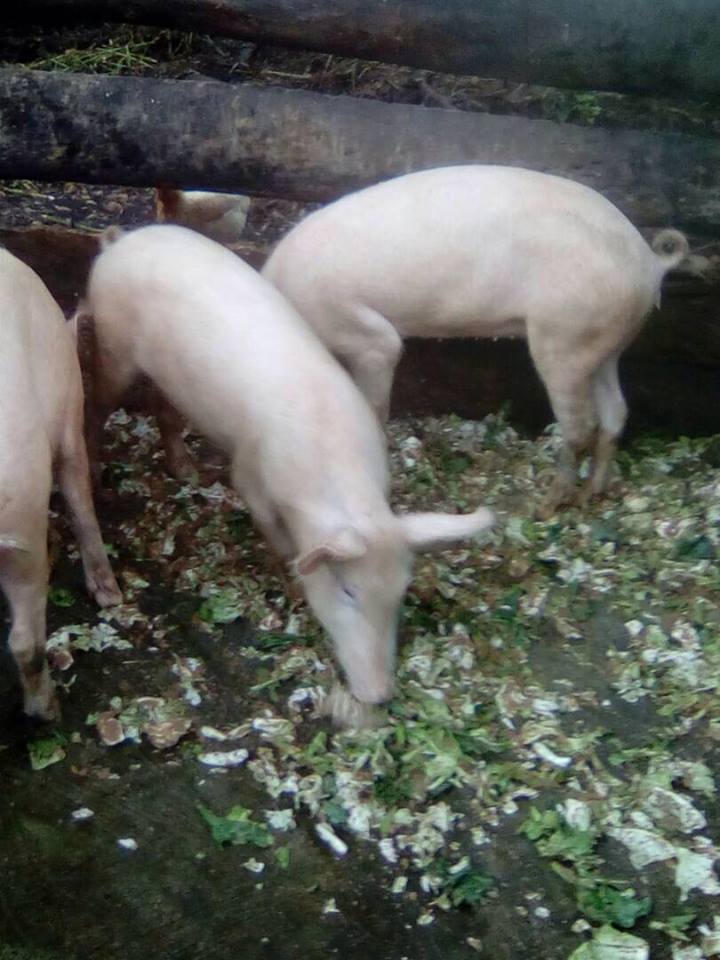 Livestock farming project, Ofie Support Unit (3) Livestock farming project, Ofie Support Unit (3))