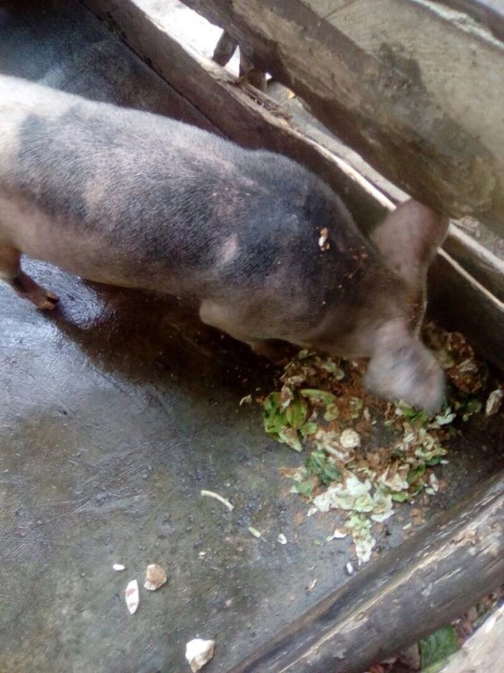 Livestock farming project, Ofie Support Unit (4) Livestock farming project, Ofie Support Unit (4))