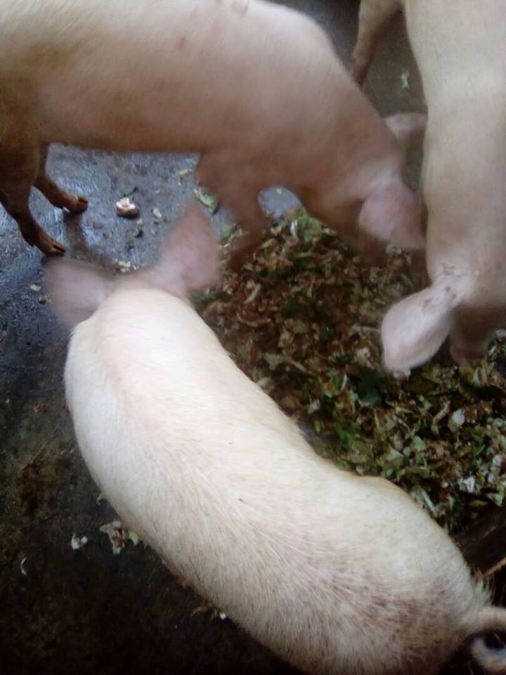 Livestock farming project, Ofie Support Unit (5) Livestock farming project, Ofie Support Unit (5))
