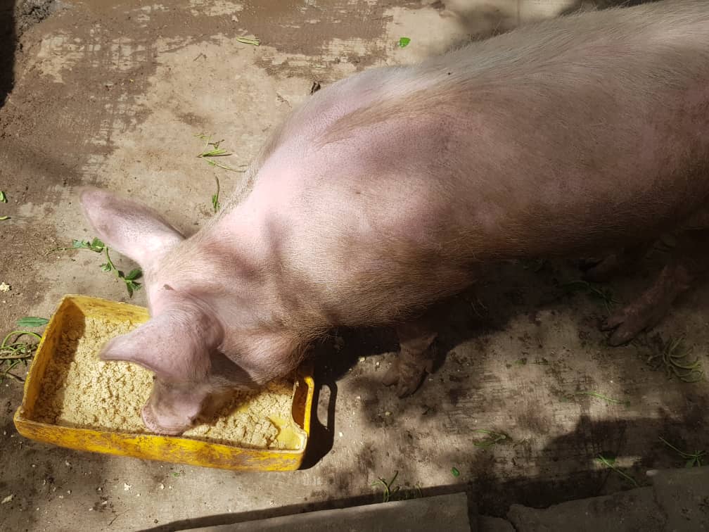 Piglets, Ofie Support Unit 2019 - 8