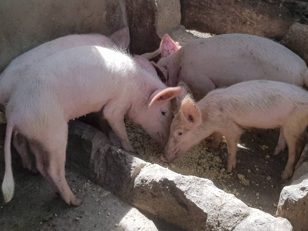 Piglets, Ofie Support Unit 2019 - 9