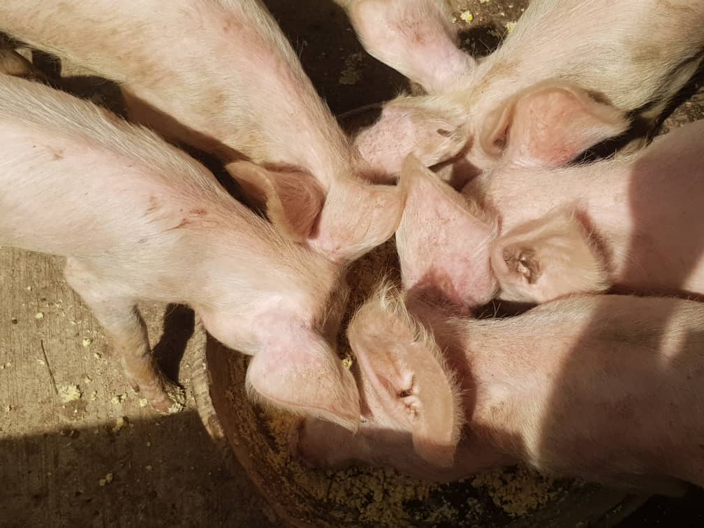 Piglets, Ofie Support Unit 2019 - 10 Piglets, Ofie Support Unit 2019 - 10