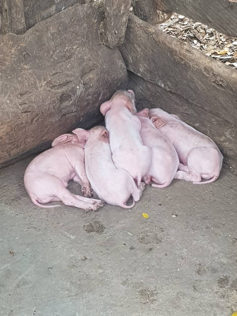 Piglets, Ofie Support Unit 2019 - 11 Piglets, Ofie Support Unit 2019 - 11