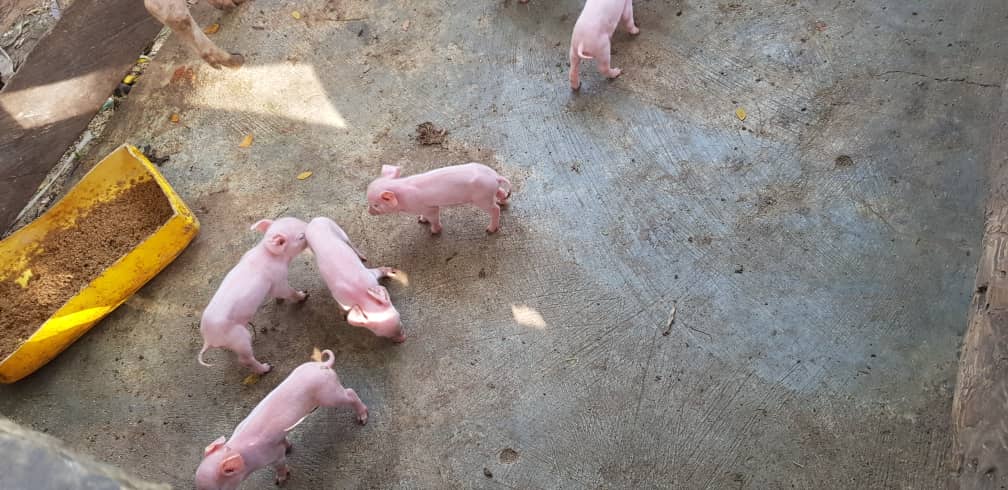 Piglets, Ofie Support Unit 2019 - 2