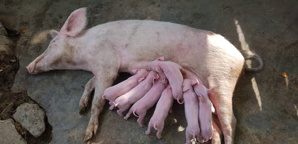 Piglets, Ofie Support Unit 2019 - 3 Piglets, Ofie Support Unit 2019 - 3