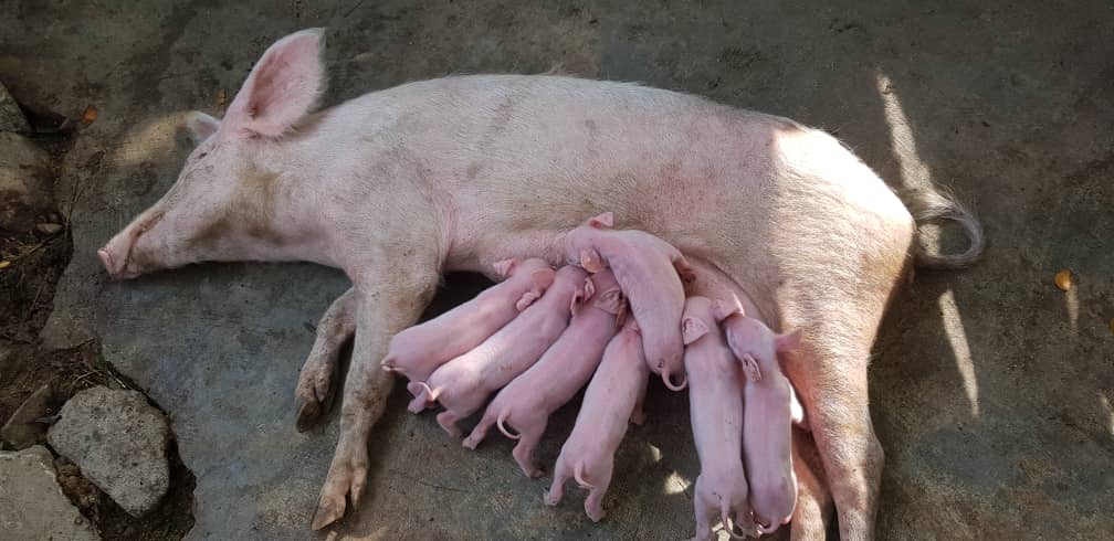 Piglets, Ofie Support Unit 2019 - 3