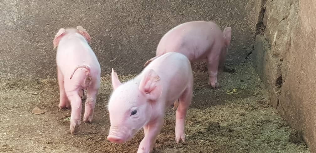 Piglets, Ofie Support Unit 2019 - 4 Piglets, Ofie Support Unit 2019 - 4