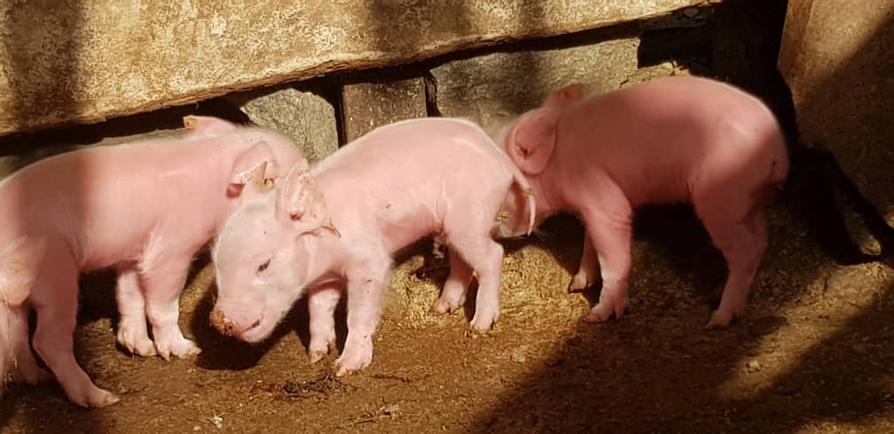 Piglets, Ofie Support Unit 2019 - 1