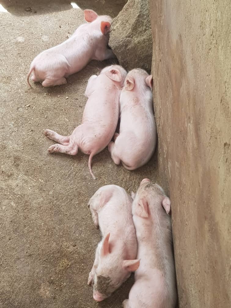 Piglets, Ofie Support Unit 2019 - 6 Piglets, Ofie Support Unit 2019 - 6