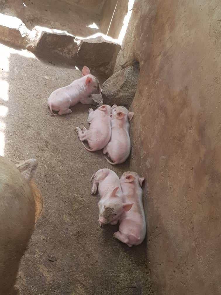 Piglets, Ofie Support Unit 2019 - 7 Piglets, Ofie Support Unit 2019 - 7